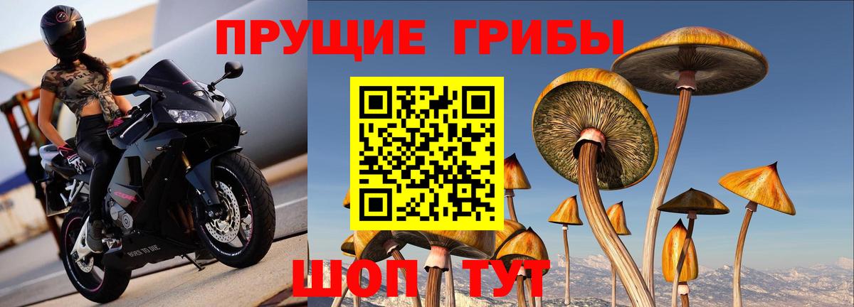 Псилоцибиновые грибы MAGIC MUSHROOMS  Галлюциногенные грибы Magic Shrooms  Новозыбков  Вход с VPN 